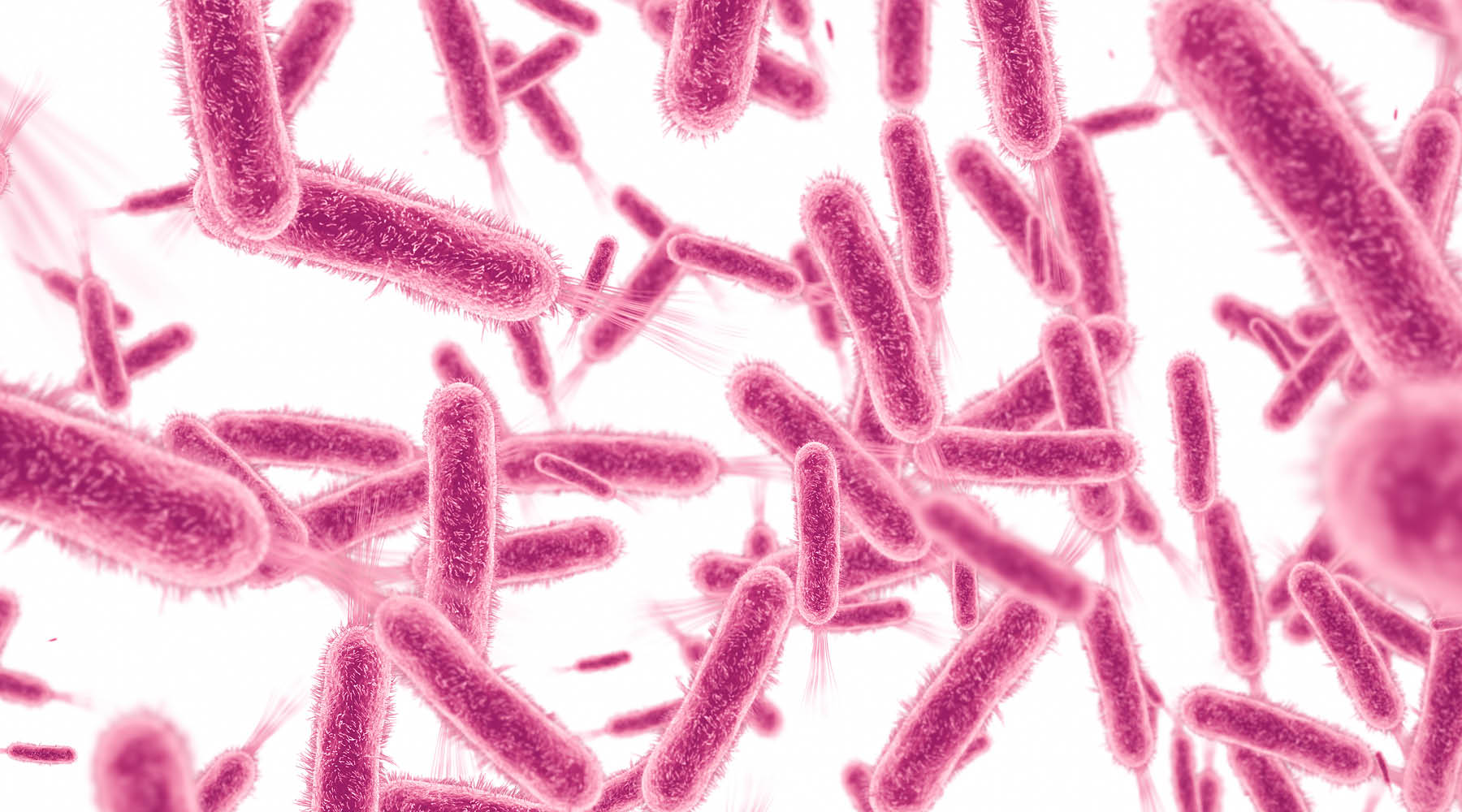 Bacillus Oleronius and Rosacea: The Bacteria Fueling Your Inflammation