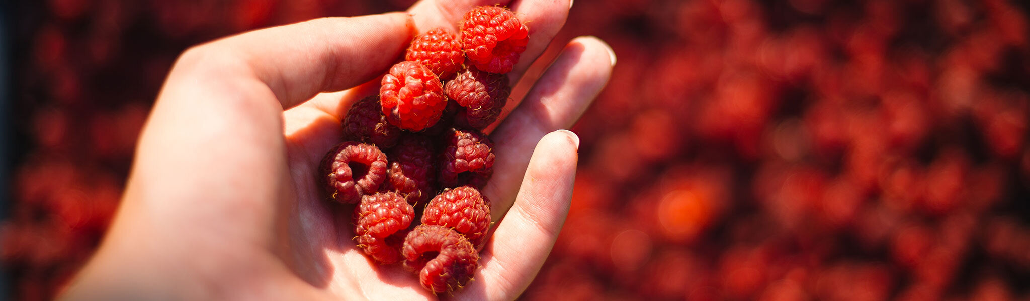 The Benefits of Raspberry Seed Acne Prone Skin Roccoco Botanicals