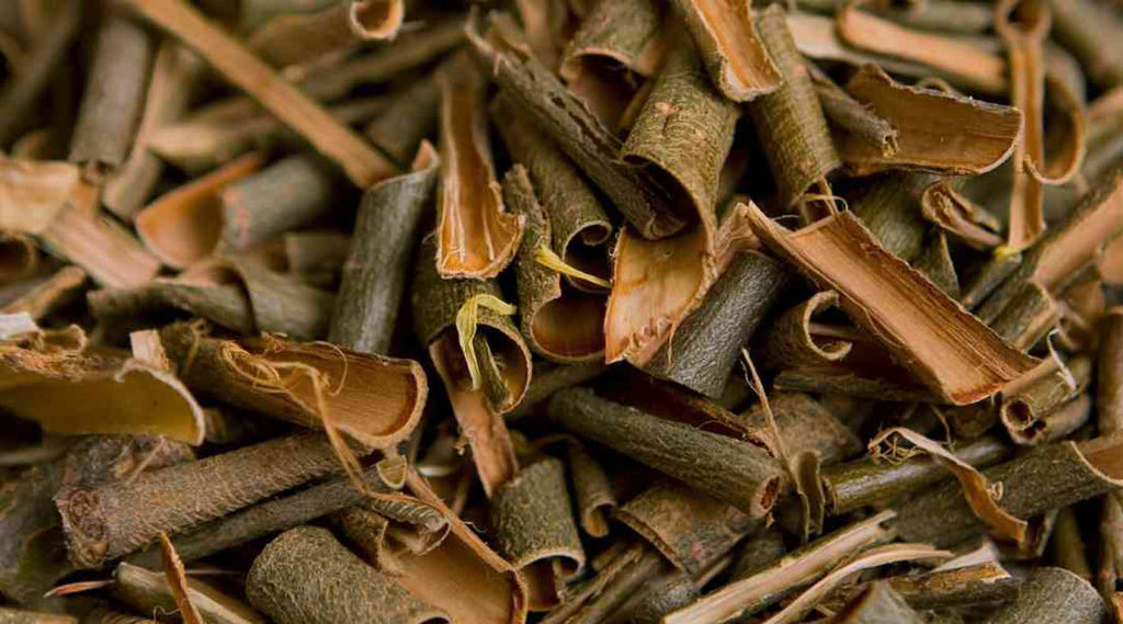 The Power of Salix Alba (Willow) Bark Extract