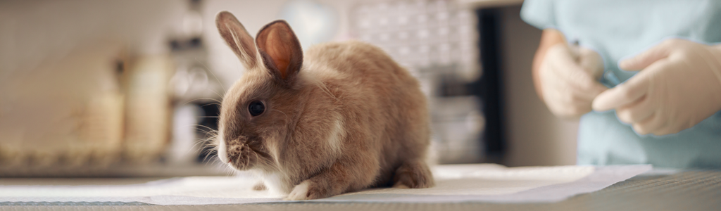 Beauty Industry's Dirty Secret: The Ethics and Realities of Animal Testing in Cosmetics