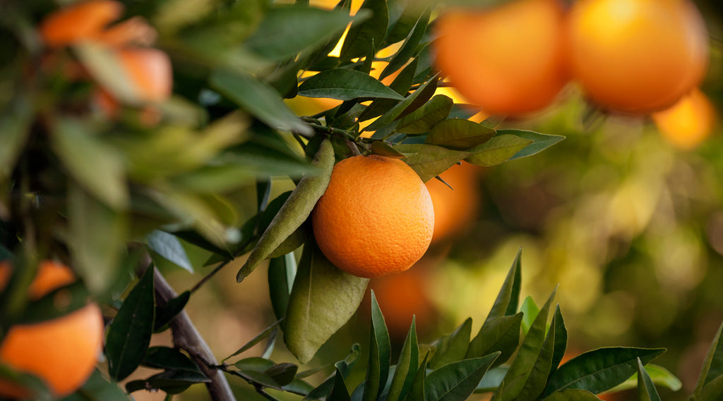 Exploring the Incredible Skincare Benefits of Tangerine